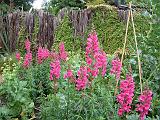 Snapdragons pink (2) 